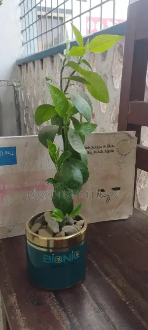 সৌখিন গাছ।