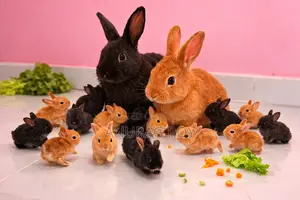 Pregnant Rabbit Expecting Soon