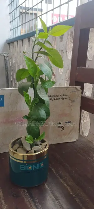 Decorative Plant