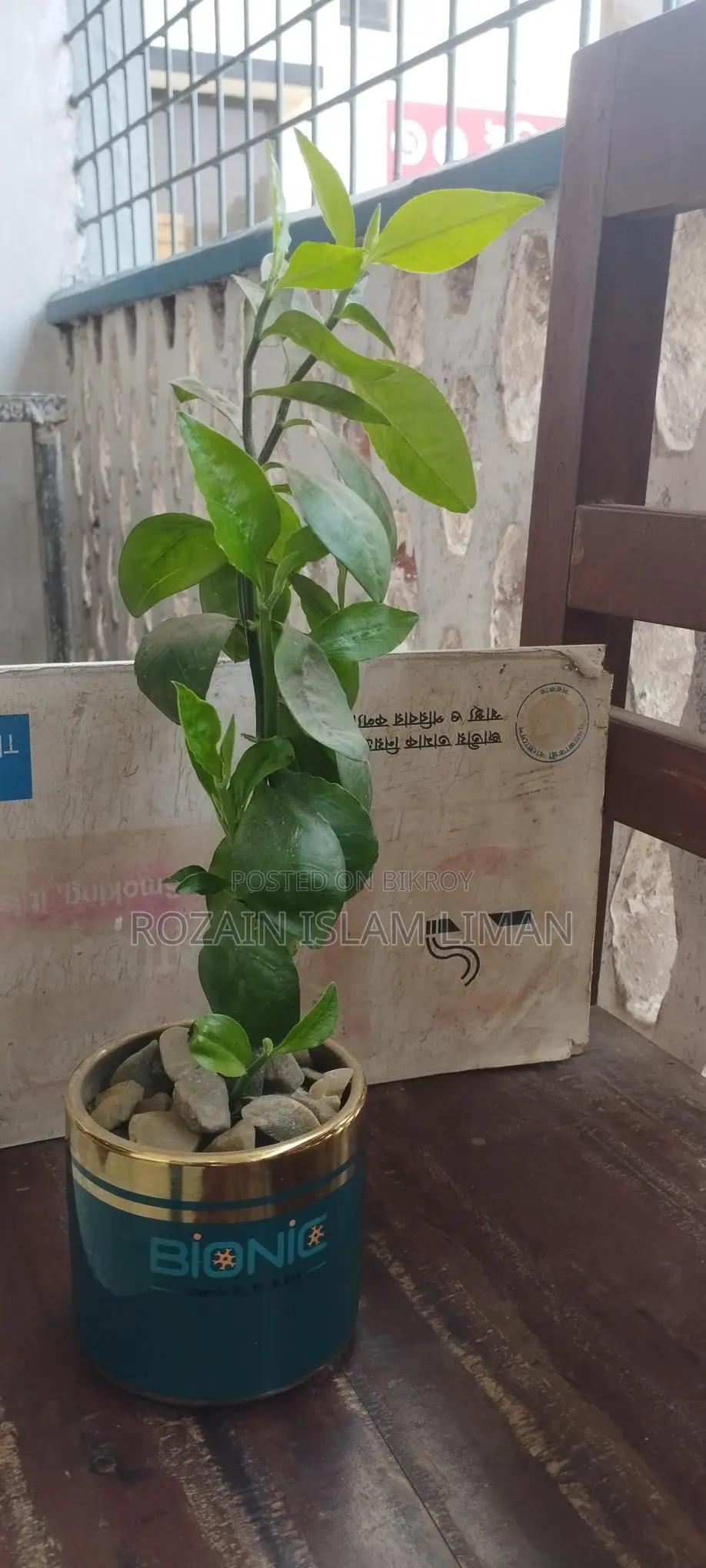 Decorative Plant