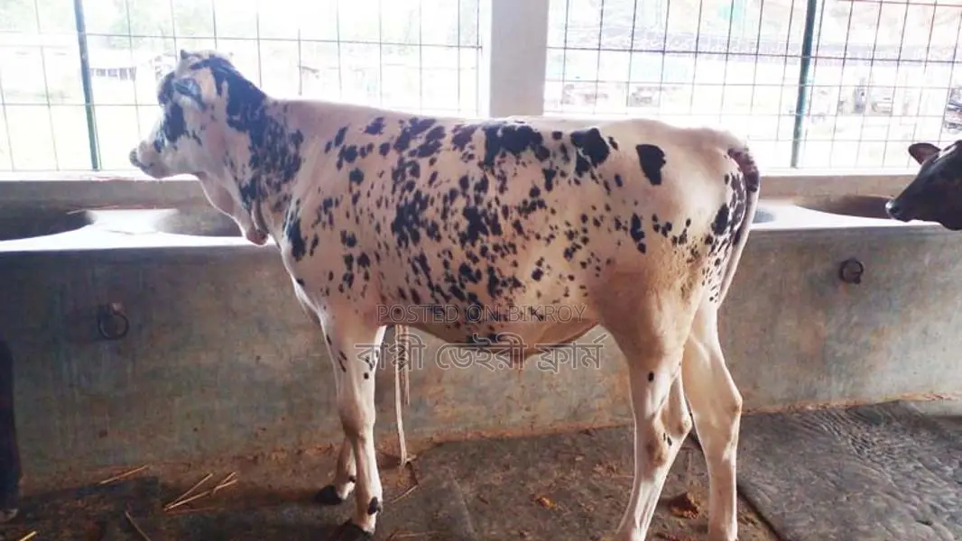 ১০৪৬ নং এড়ে বাছুর গরু।