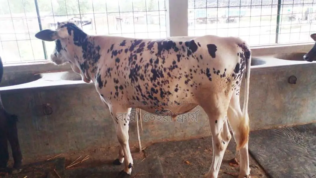 ১০৪৬ নং এড়ে বাছুর গরু।