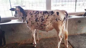 ১০৪৬ নং এড়ে বাছুর গরু।
