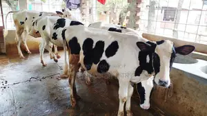 ১০৬৯ নং নিঃসন্ধেহে পোষার জন্য ৪টি বকনা বাছুর কিনুন।
