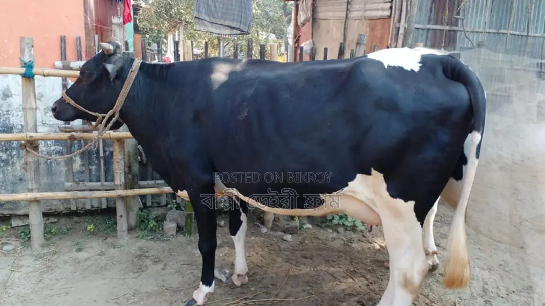 গাভী গরু বিক্রয় হবে ভালো জতের ।(১০৭০ নং)