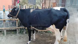 গাভী গরু বিক্রয় হবে ভালো জতের ।(১০৭০ নং)
