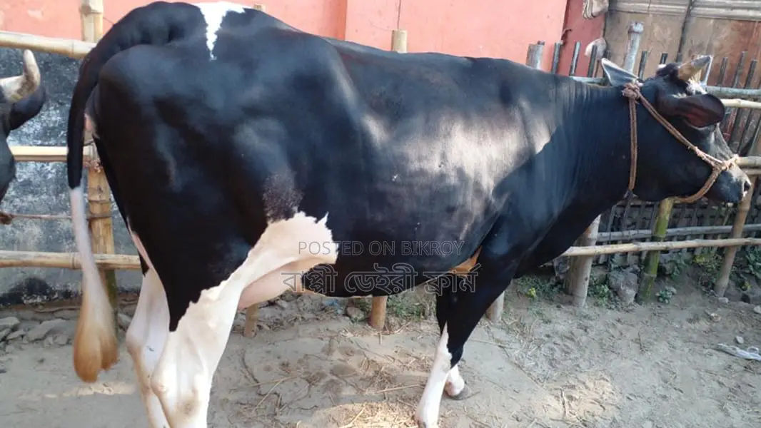 গাভী গরু বিক্রয় হবে ভালো জতের ।(১০৭০ নং)