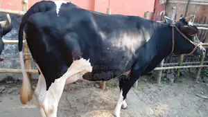 গাভী গরু বিক্রয় হবে ভালো জতের ।(১০৭০ নং)