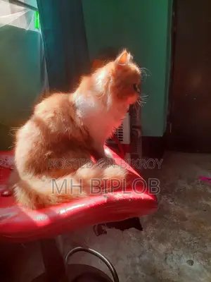 6-12 Months Female Purebred Exotic
