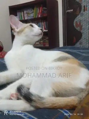 মেয়ে বিড়াল এডপশন