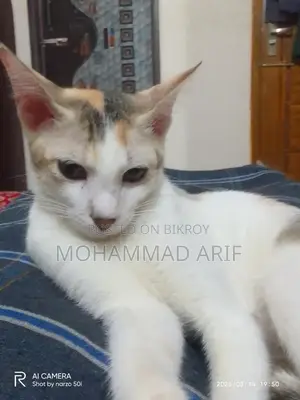 মেয়ে বিড়াল এডপশন