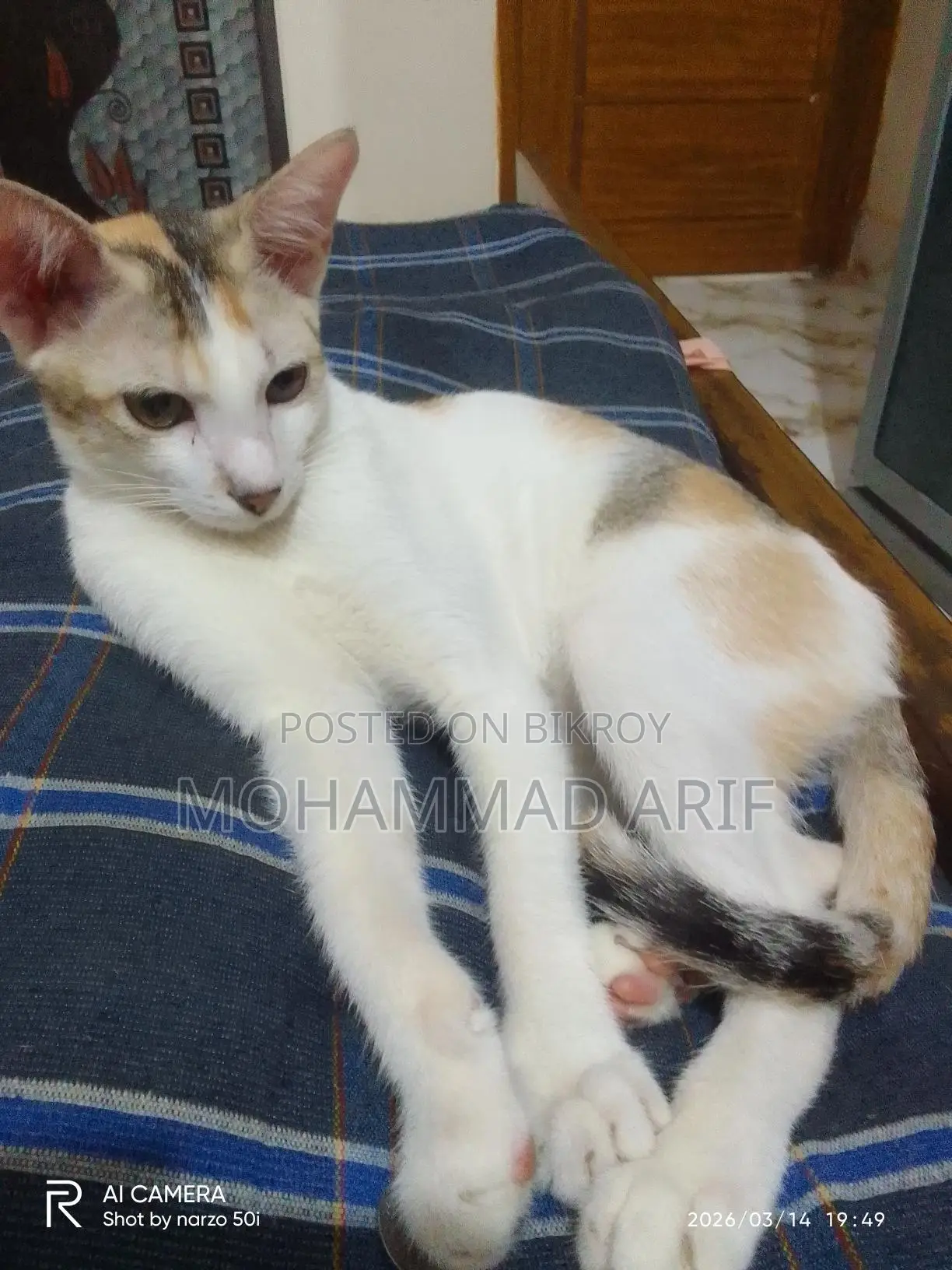 মেয়ে বিড়াল এডপশন