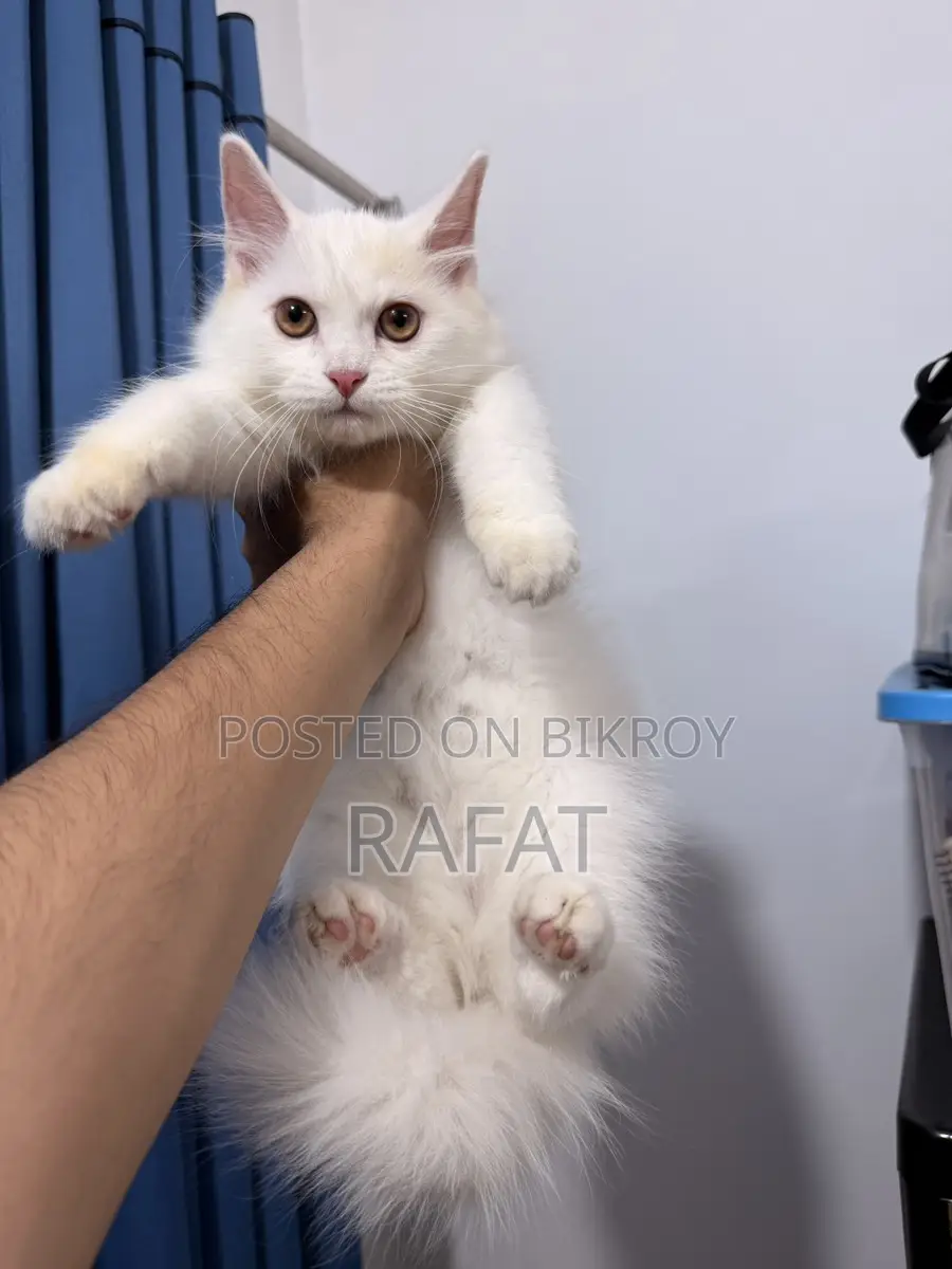 White Persian Kittens