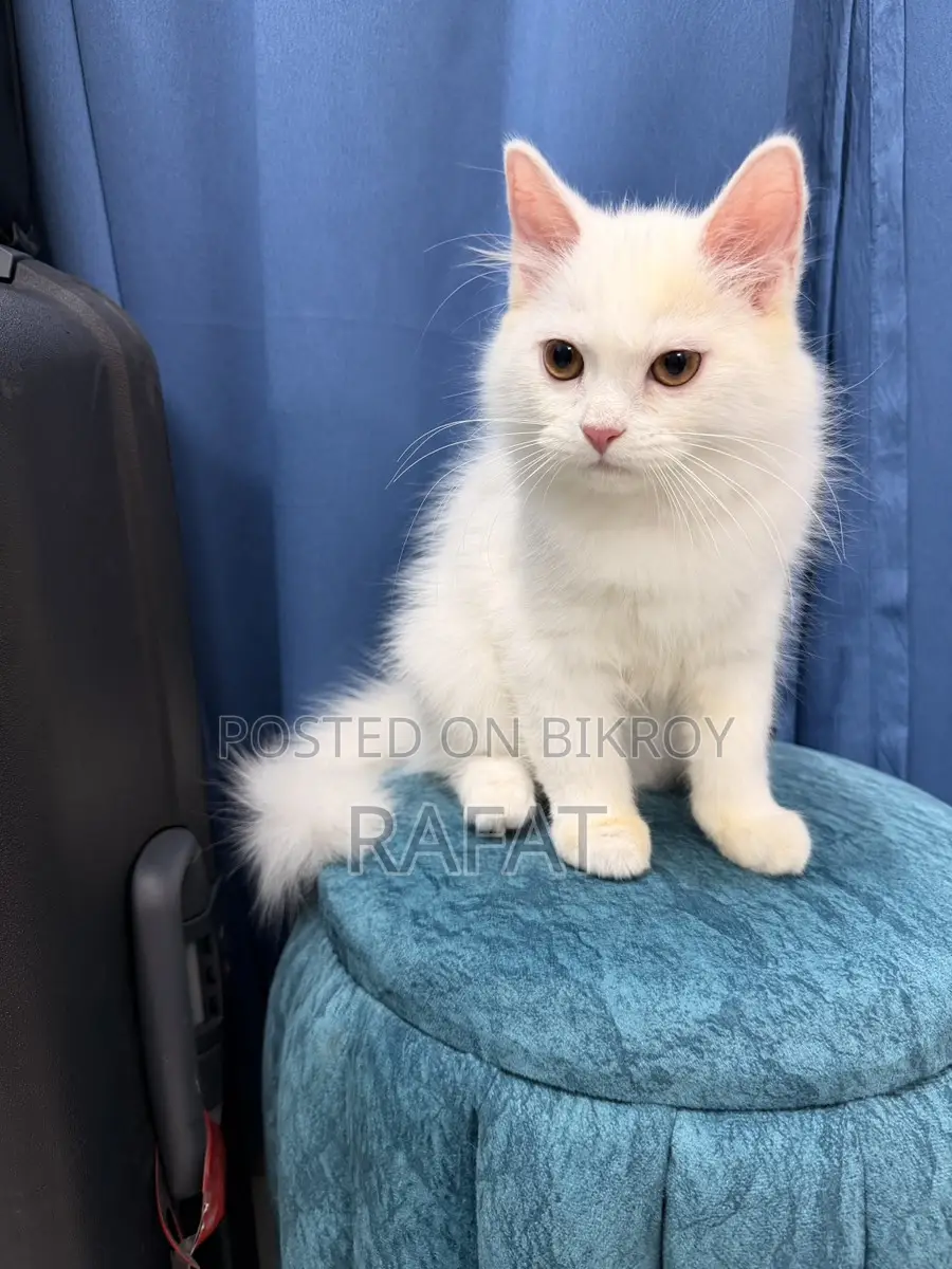 White Persian Kittens