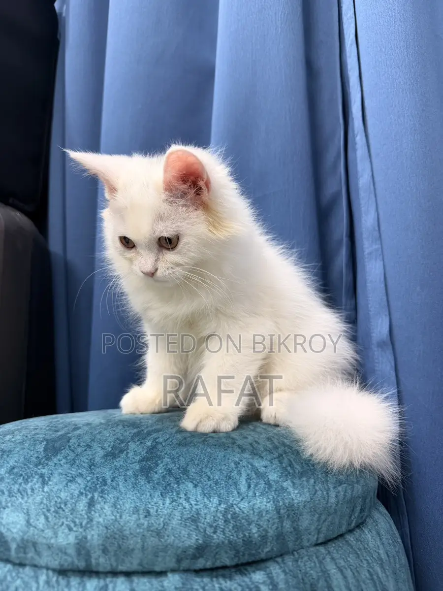 White Persian Kittens