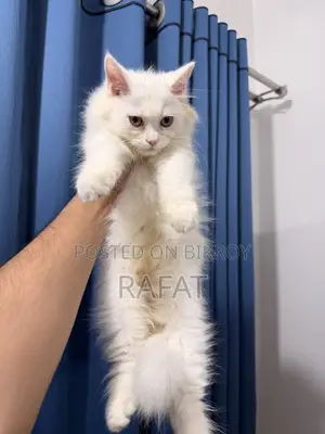 White Persian Kittens