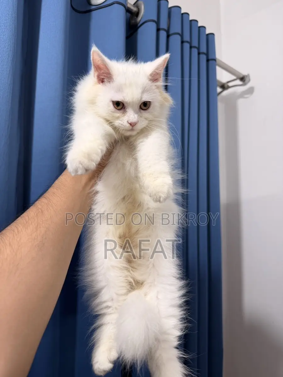 White Persian Kittens