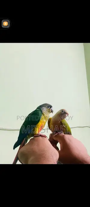 এক জোড়া রানিং কোনোর পাখি