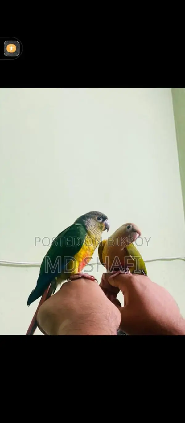 এক জোড়া রানিং কোনোর পাখি