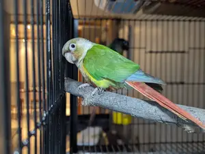 এক জোড়া রানিং কোনোর পাখি