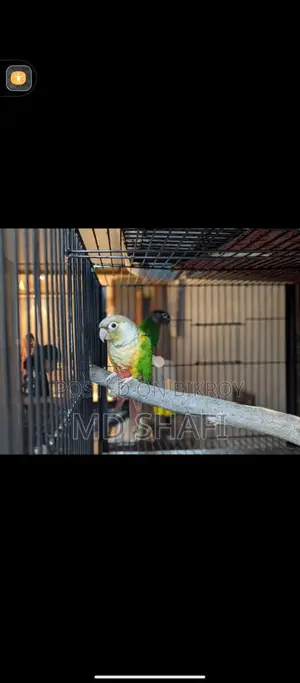 এক জোড়া রানিং কোনোর পাখি