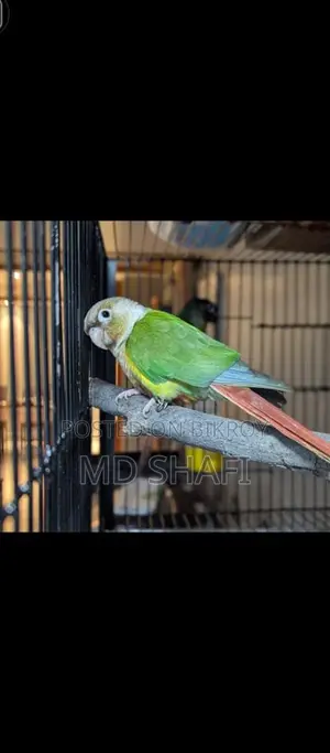 এক জোড়া রানিং কোনোর পাখি