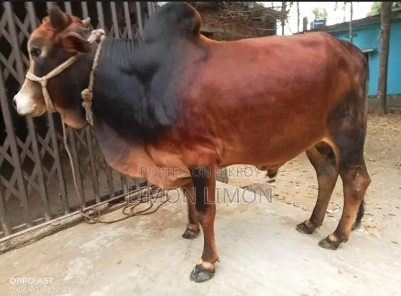 Sahahiwal Goru