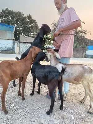 5 Native Goats for Sale