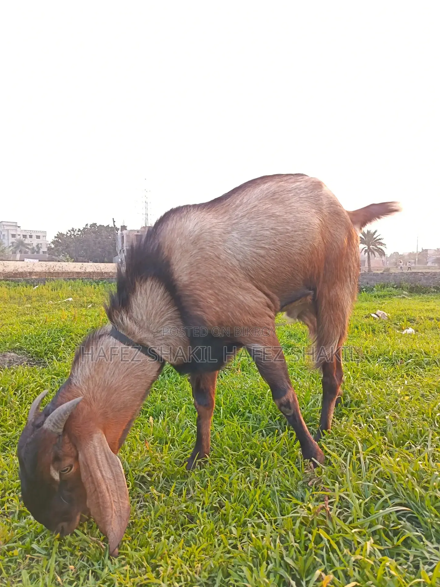 5 Native Goats for Sale