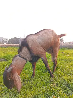 5 Native Goats for Sale
