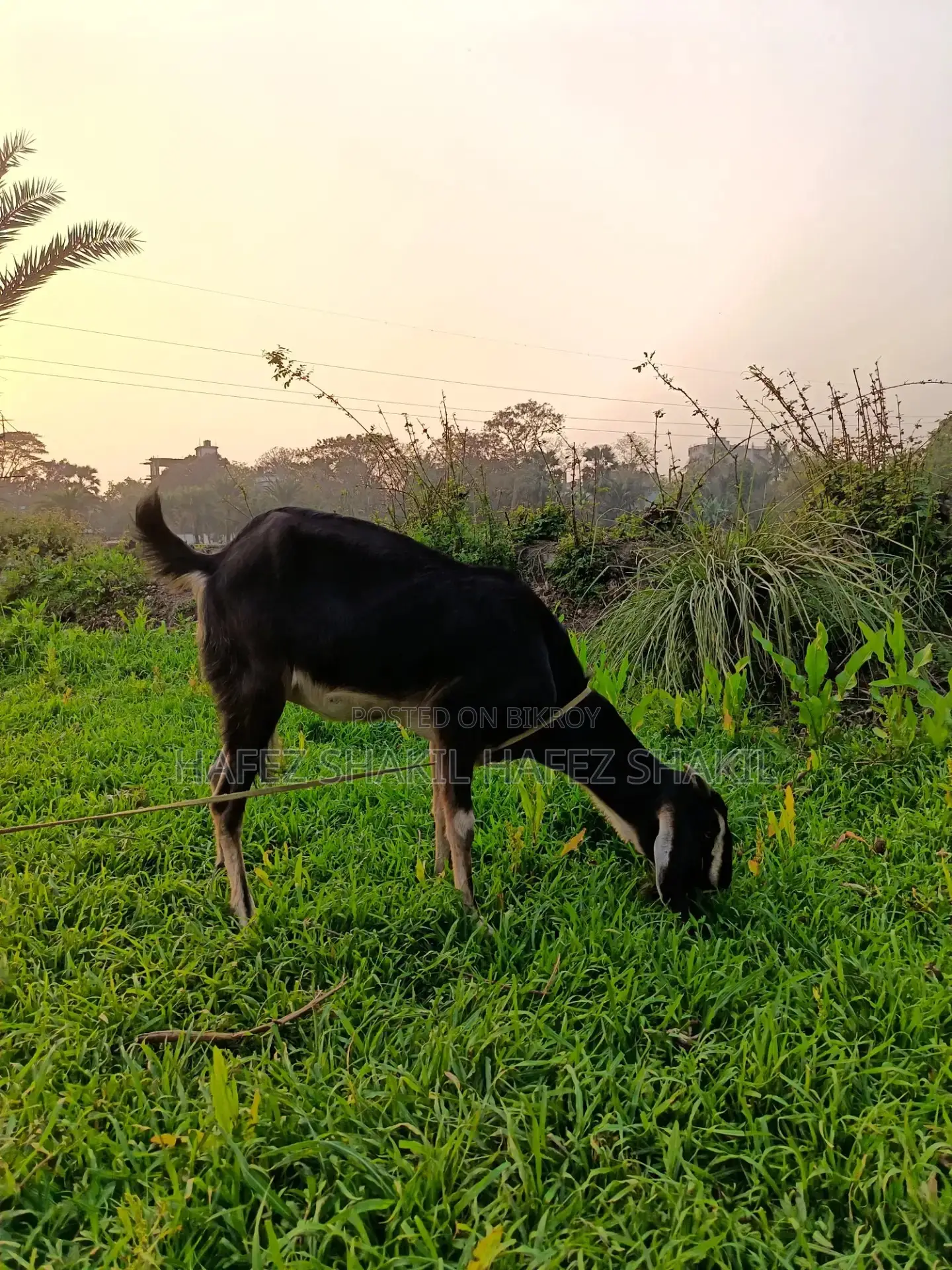 5 Native Goats for Sale