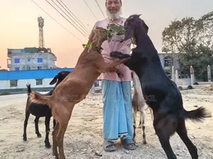5 Native Goats for Sale