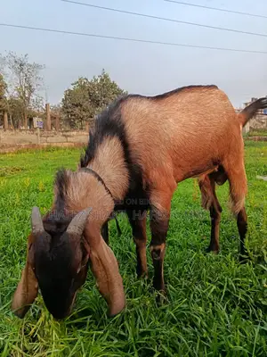 5 Native Goats for Sale