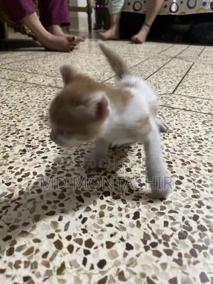 Cat for Sale