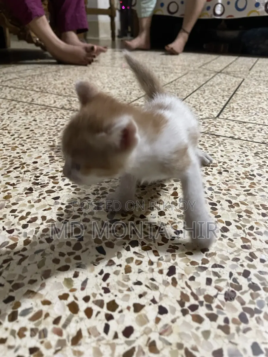 Cat for Sale