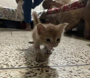 Cat for Sale
