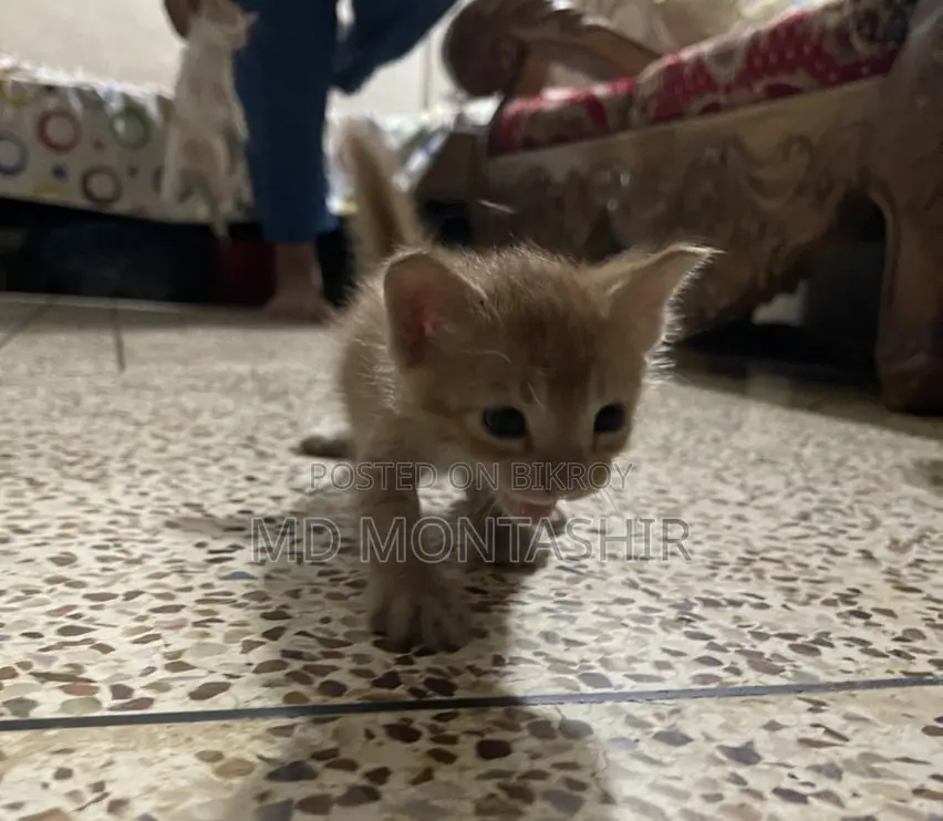Cat for Sale