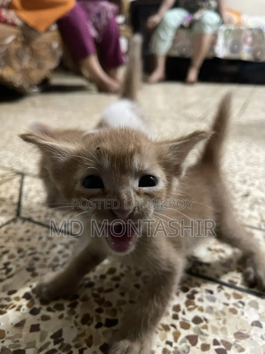 Cat for Sale