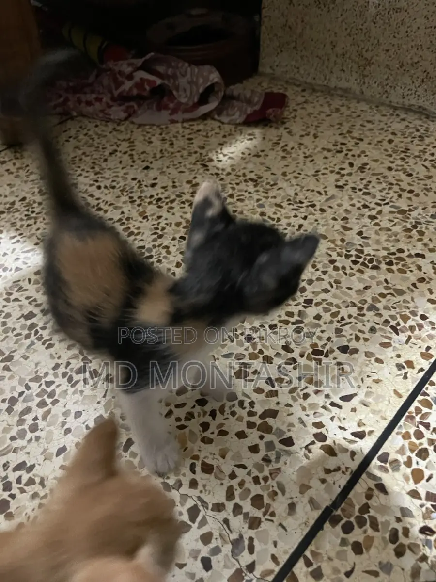 Cat for Sale