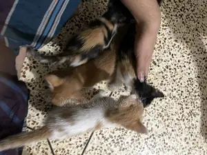 Cat for Sale