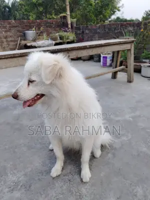 Dog for Sale