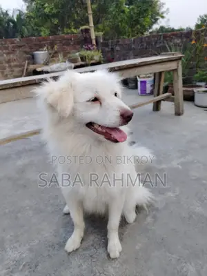কুকুর বিক্রি