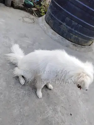 কুকুর বিক্রি