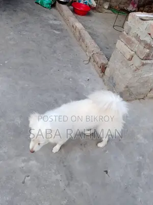 কুকুর বিক্রি