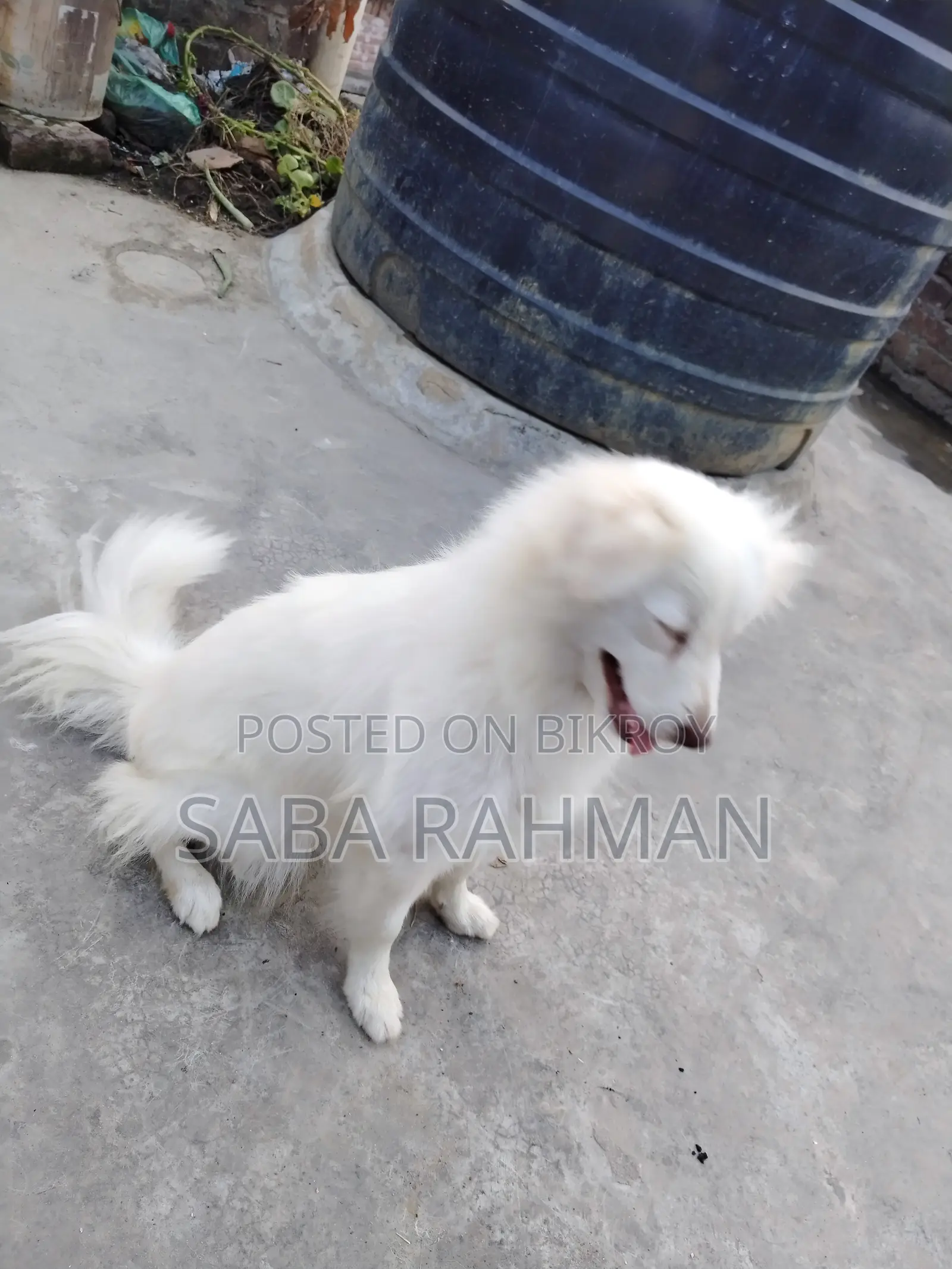 কুকুর বিক্রি