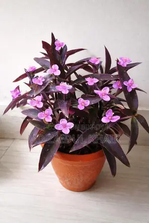 ইনডোর প্লেন্ট সেল