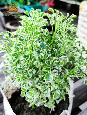ইনডোর প্লেন্ট সেল