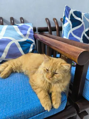 Persian Female Cat