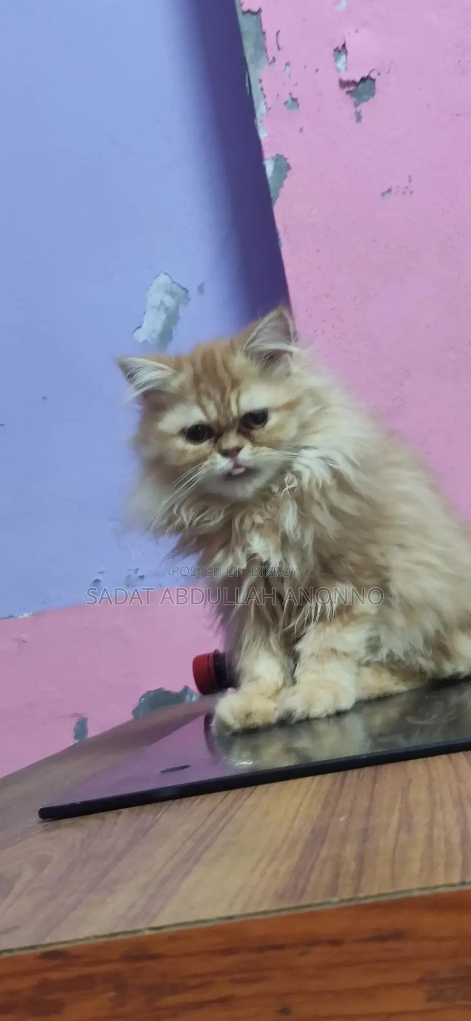 Persian Female Cat