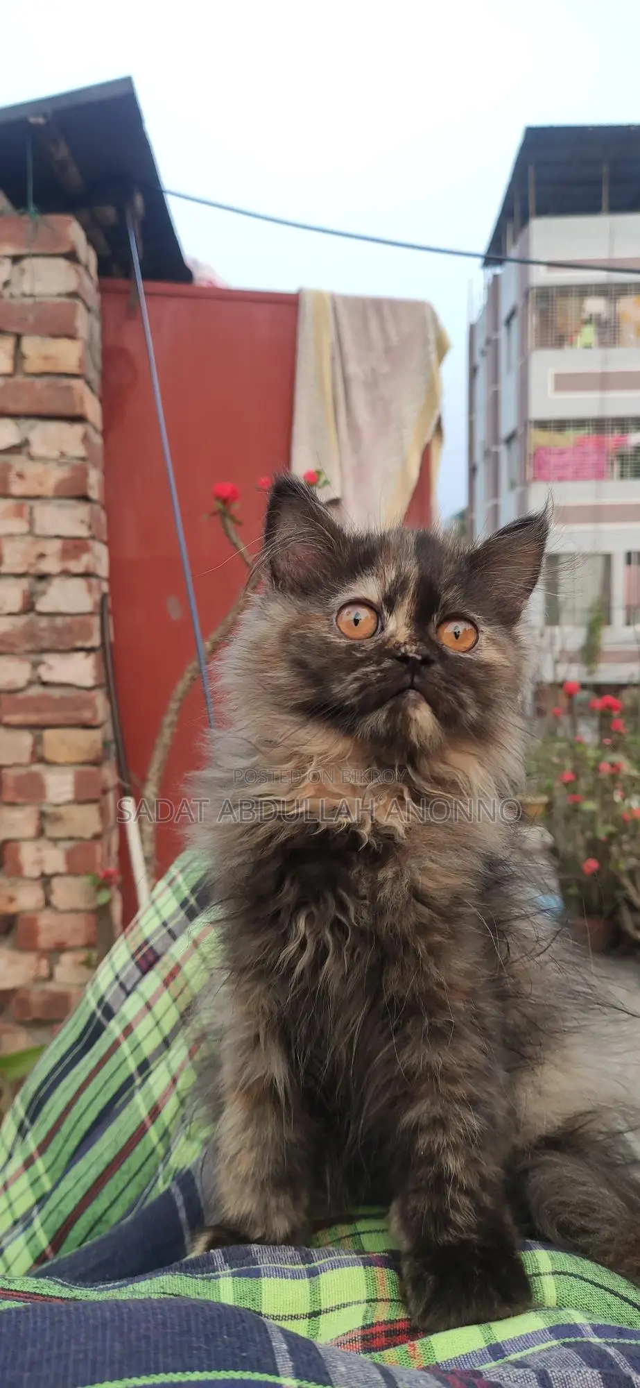 Persian Female Cat